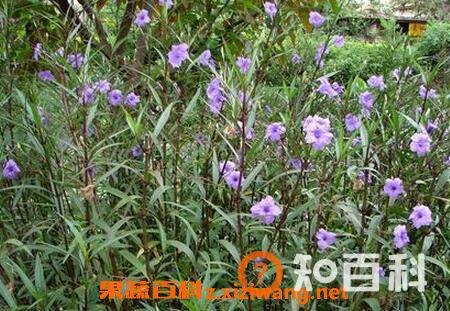 翠芦莉有什么功效和作用