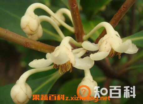 如何养厚皮香花 厚皮香花的养殖方法教程