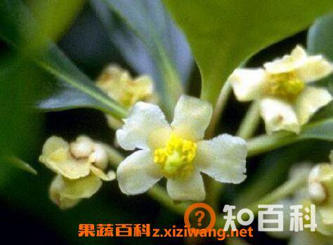 如何养厚皮香花 厚皮香花的养殖方法教程