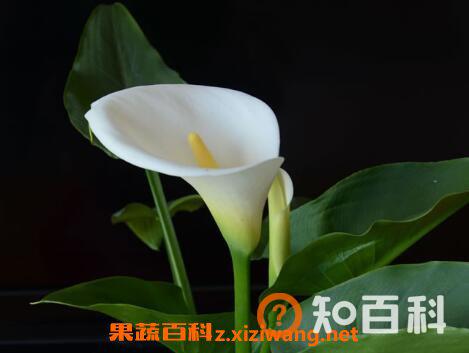 花开的最好看的植物 什么花最好看