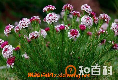狼毒的功效与作用 狼毒的禁忌及副作用