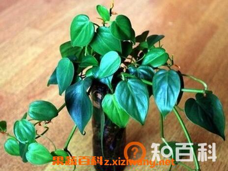 大心叶藤有哪些病虫害 大心叶藤病虫害防治