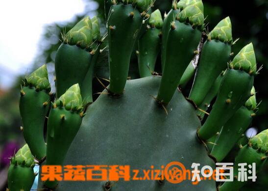 仙人掌的保健功效与作用 仙人掌能治疗哪些疾病
