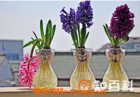 最适合家中养的十大植物