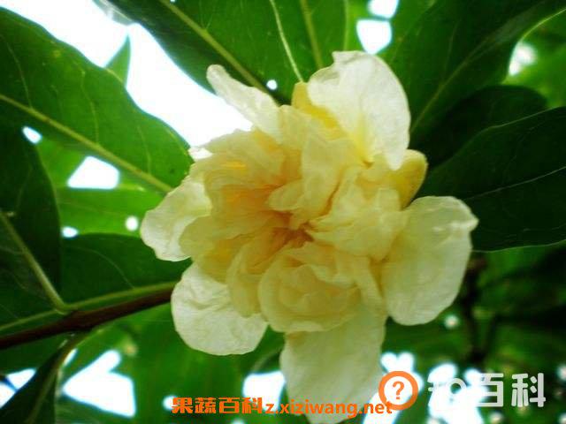 白花石榴树的药用价值与功效