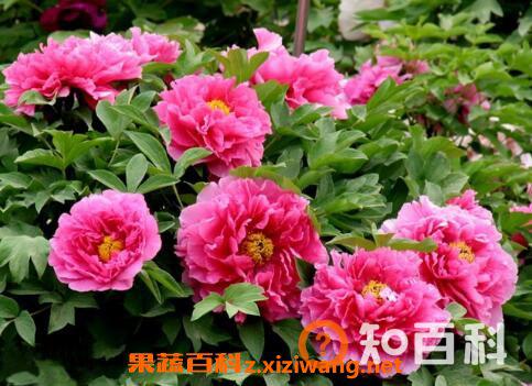 花开的最好看的植物 什么花最好看