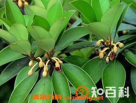 厚皮香花的功效与作用