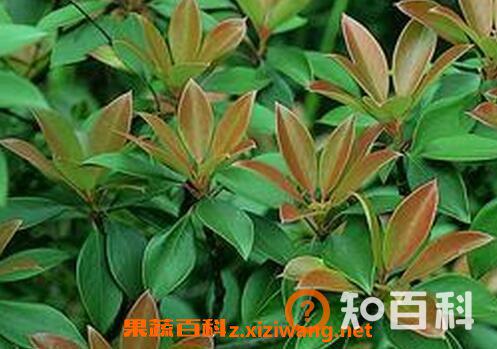 厚皮香花的功效与作用