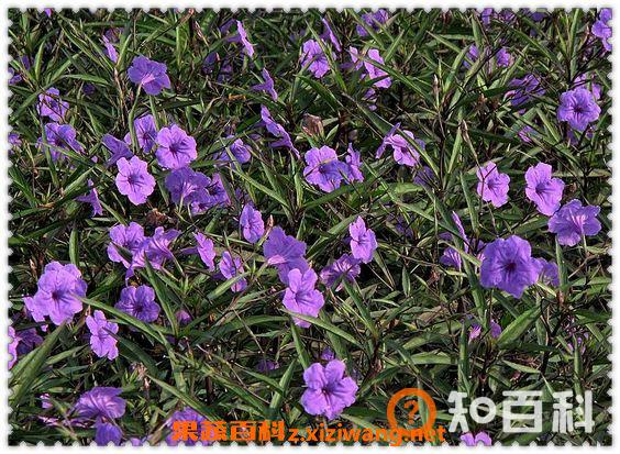 翠芦莉有什么功效和作用
