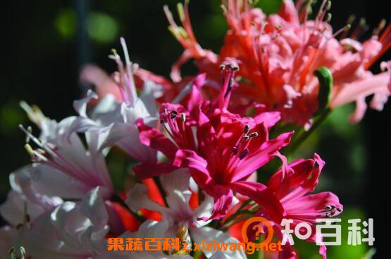 娜丽花的养殖方法和养殖注意事项