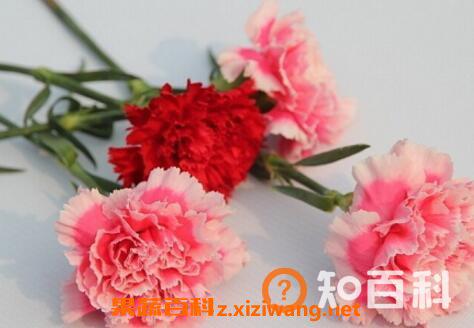 康乃馨的功效与禁忌