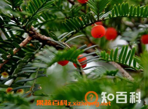 红豆杉移栽后注意事项 移栽红豆杉要注意哪些