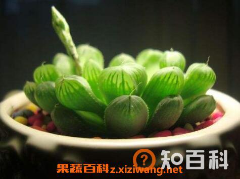 多肉植物玉露怎么养 玉露的养殖方法