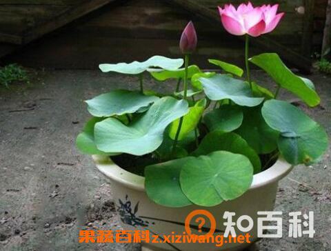 碗莲发芽后怎么养 碗莲入土方法图解