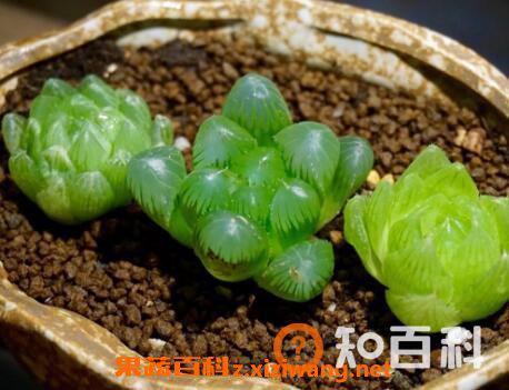 多肉植物玉露怎么养 玉露的养殖方法