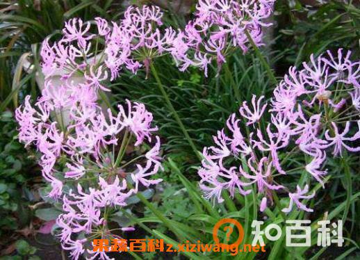 娜丽花的养殖方法和养殖注意事项