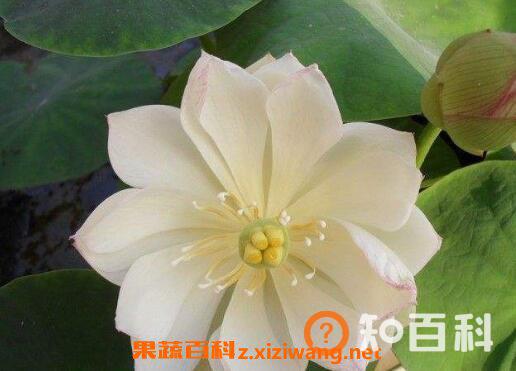 碗莲发芽后怎么养 碗莲入土方法图解