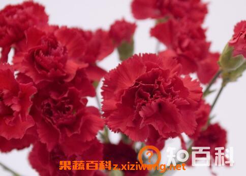 康乃馨的功效与禁忌