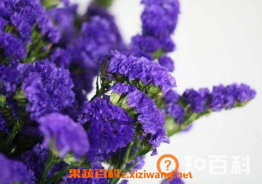 勿忘我的功效与禁忌