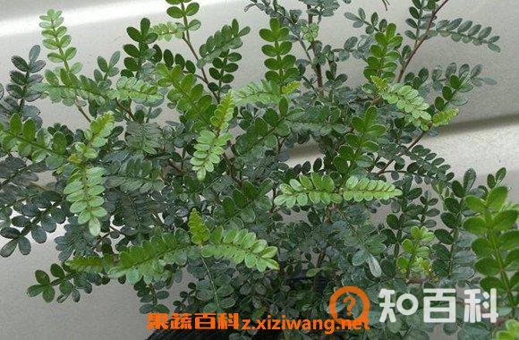 养胡椒木有什么好处 胡椒木放室内有毒