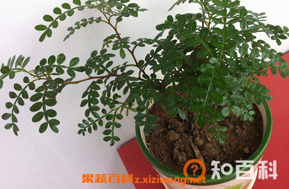 养胡椒木有什么好处 胡椒木放室内有毒