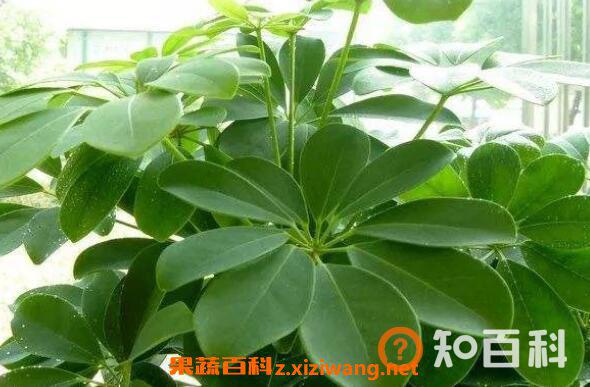 七叶莲怎么种 七叶莲的养殖方法技巧