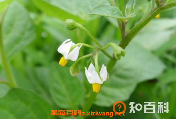 龙葵花的功效与作用 龙葵花像什么