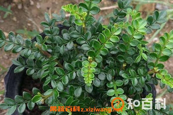胡椒木怎么养 胡椒木的养殖方法和注意事项