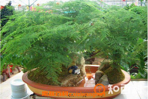 文竹的功效与作用 文竹怎么养