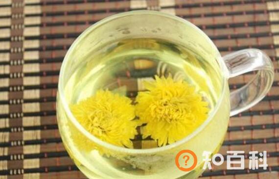 菊花泡水喝的功效与作用 菊花泡水喝的副作用与禁忌