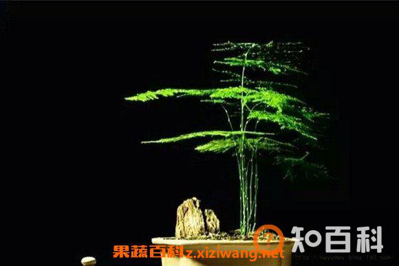 文竹的功效与作用 文竹怎么养