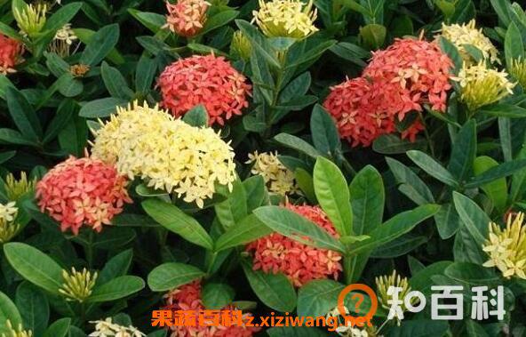 龙船花的功效与作用 龙船花的养殖方法