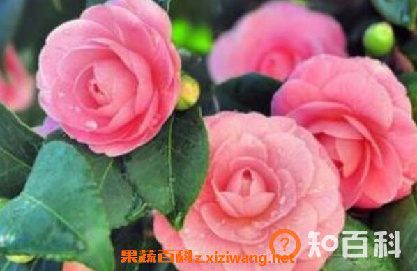 山茶花的功效与作用 山茶花的美容功效