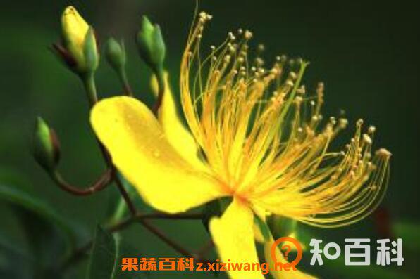 金丝桃怎么扦插 金丝桃怎样修剪