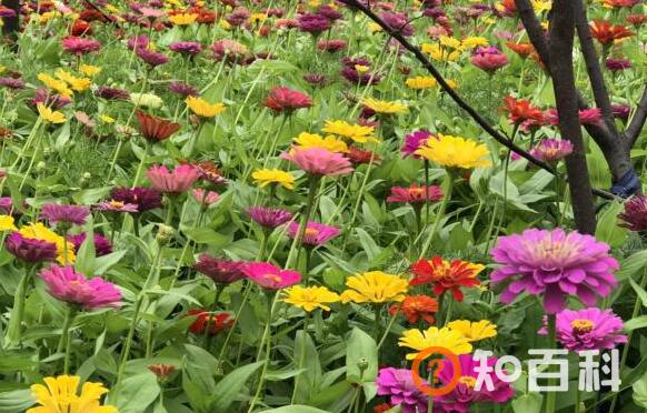元芙菊泡水喝的功效与作用