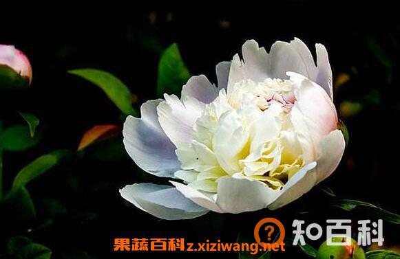 白芍药花的功效与作用 白芍药花的药用价值