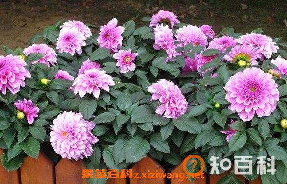 大丽花的功效与作用 大丽花的养殖方法