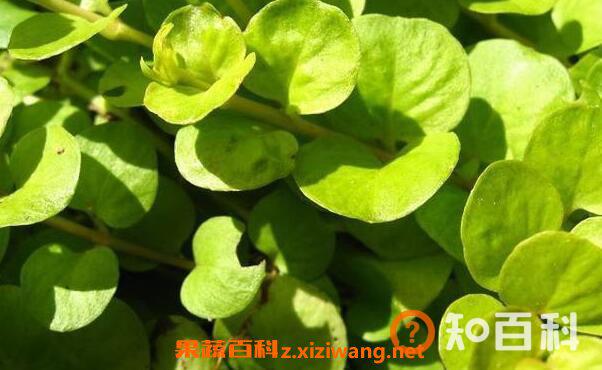 金叶过路黄怎么养 金叶过路黄的缺点