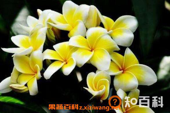 鸡蛋花的功效与作用 鸡蛋花的禁忌