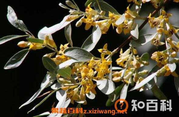 沙枣花泡水的功效与作用 沙枣花泡水的好处有哪些