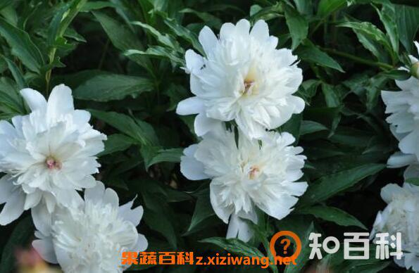 白芍药花的功效与作用 白芍药花的药用价值