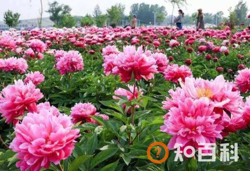芍药花泡水喝的功效与副作用