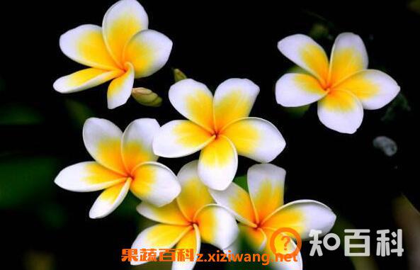七星鸡蛋花怎么吃 七星鸡蛋花的食用方法