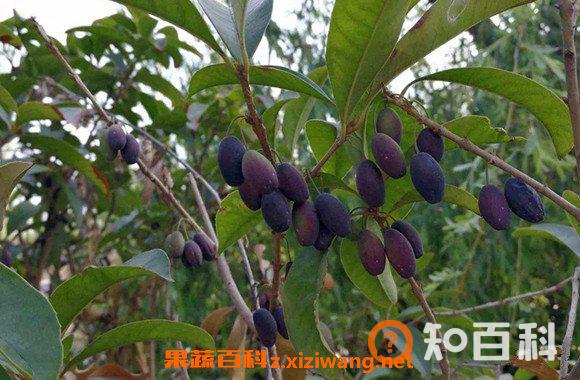 桂花果泡酒的功效与作用 桂花果泡酒步骤教程