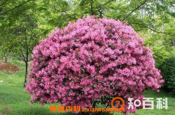 红花继木的功效与作用 红花继木的药用价值