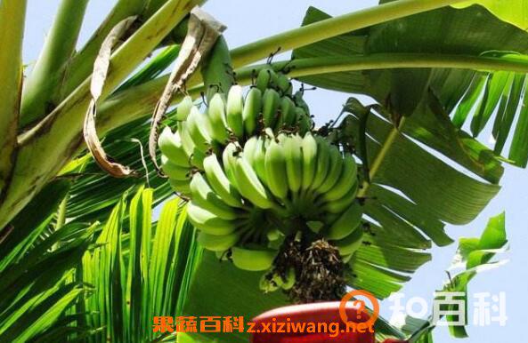 鸡吃芭蕉树有什么好处 芭蕉树喂猪有什么作用