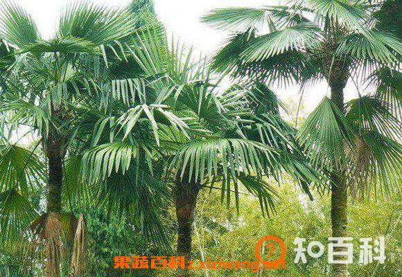 棕榈树如何养 棕榈树的养殖方法和注意事项