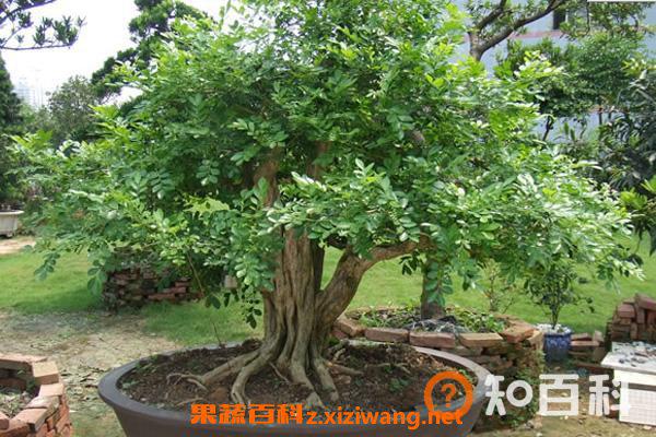 九里香的养殖方法 九里香的禁忌
