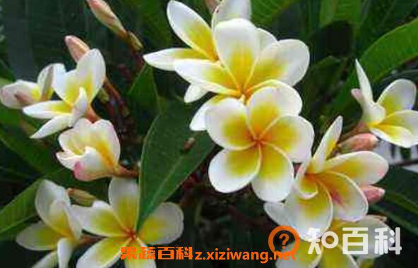 七星鸡蛋花怎么吃 七星鸡蛋花的食用方法
