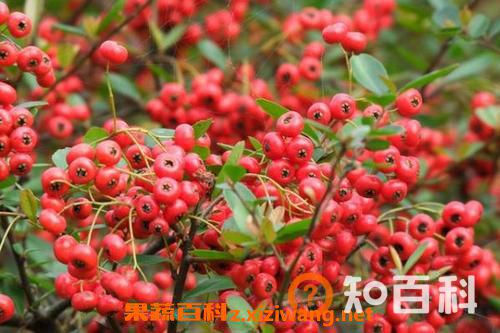 火棘怎么养 火棘的养殖方法教程